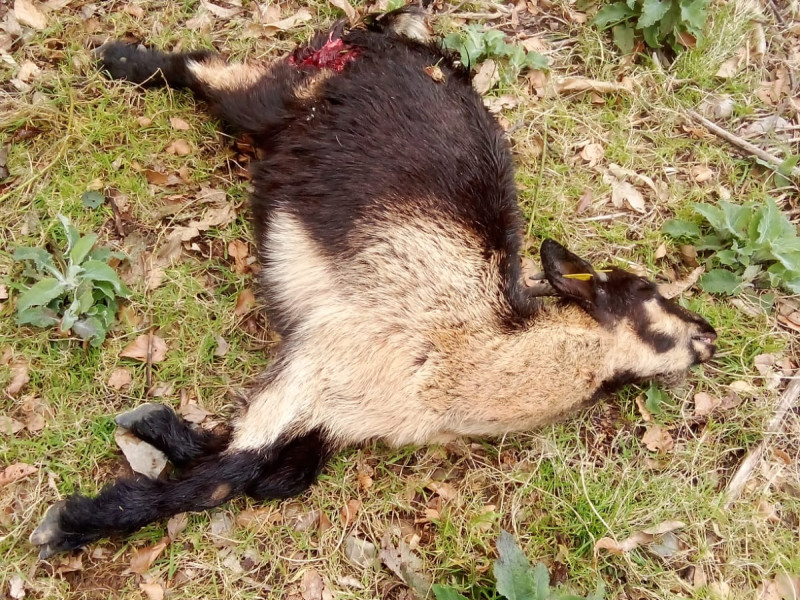 Cabra atacada por el lobo
