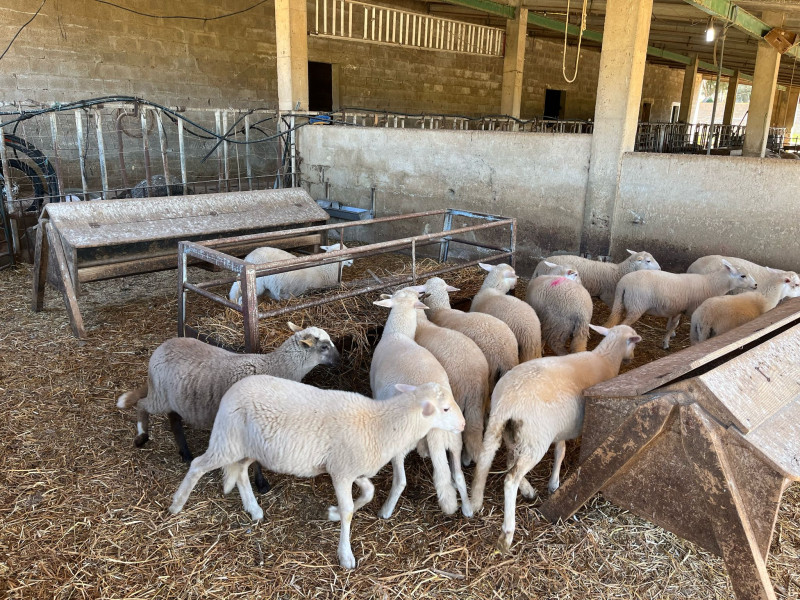 Imagen de un grupo de ovejas en la Finca de Cas Saboners