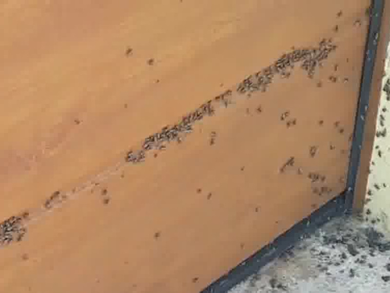 plaga chinches