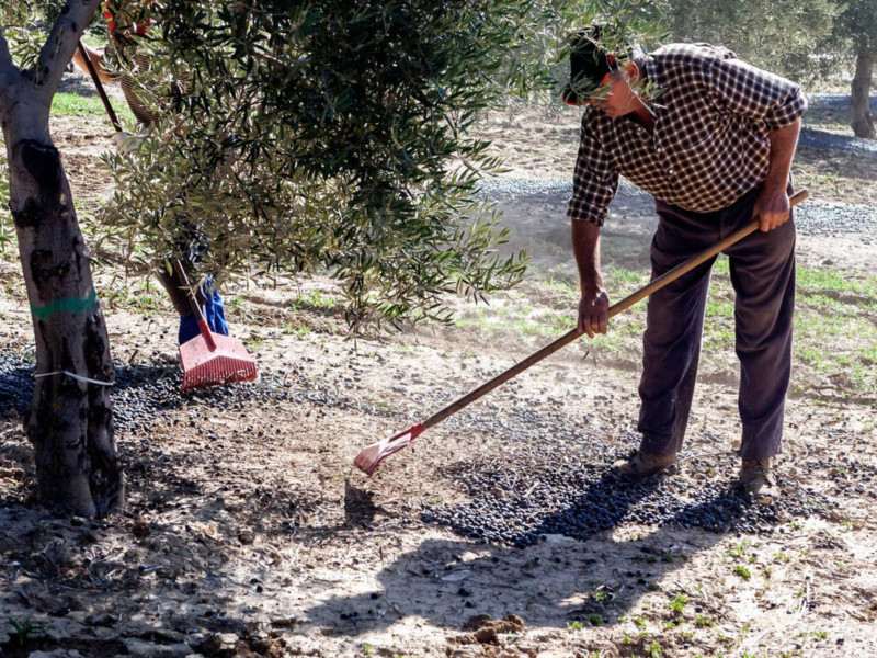 Un agricultor de Badajoz va al campo a labrar y no da crédito a lo que ve desde el terreno: "¿Pero qué ha pasado?"