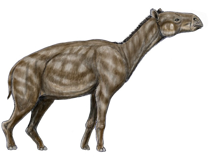 Paleotherium_magnum
