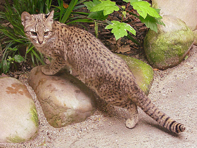 Gatopardo, uno de los animales rescatados del tráfico ilegal de especies