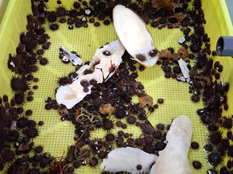 Ejemplares de erizo bebés