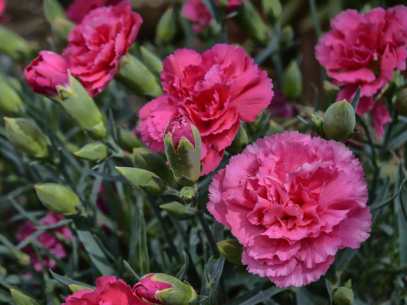 Alcampo Motril rinde homenaje al clavel en Semana Santa