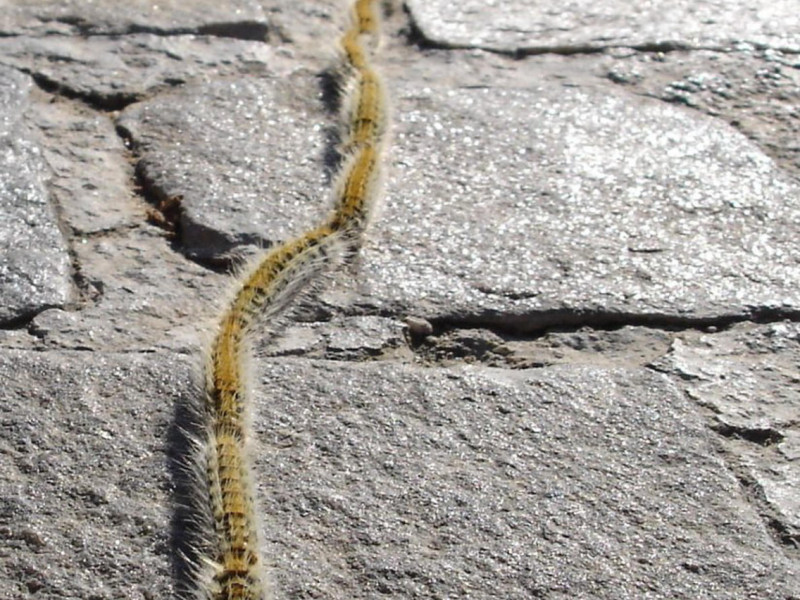 Thaumetopea.pityocampa o procesionaria del pino