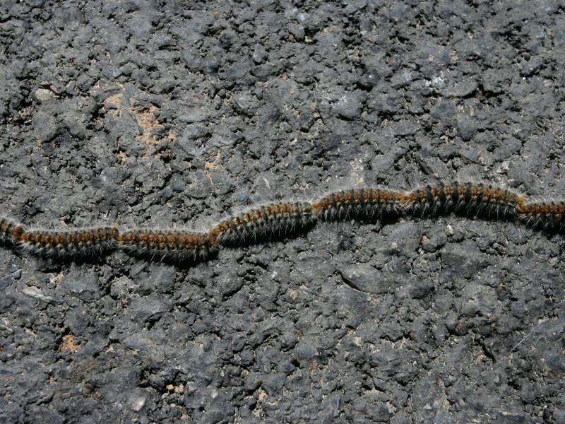 Oruga de la procesionaria del pino Thaumetopoea pityocampa España primavera