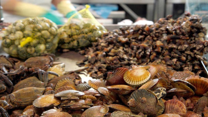 Marisco de la ría de Ferrol