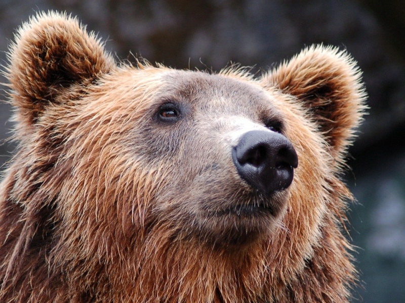 Oso pardo