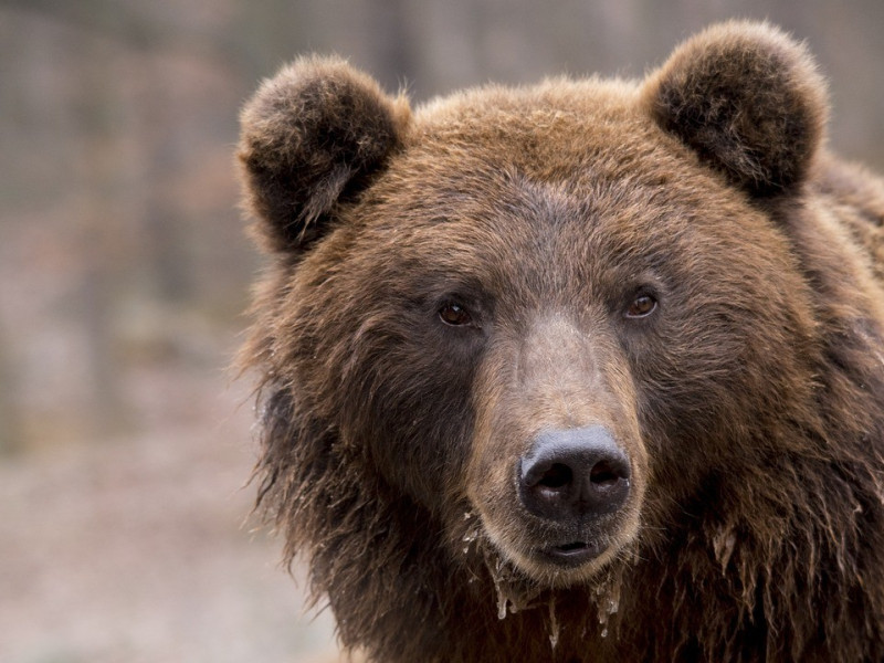 Oso pardo