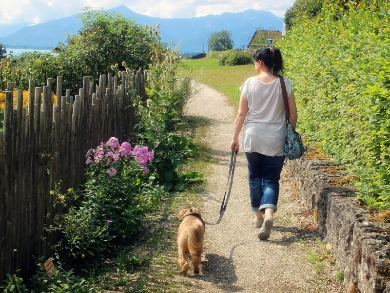Los beneficios de pasear al perro son numerosos