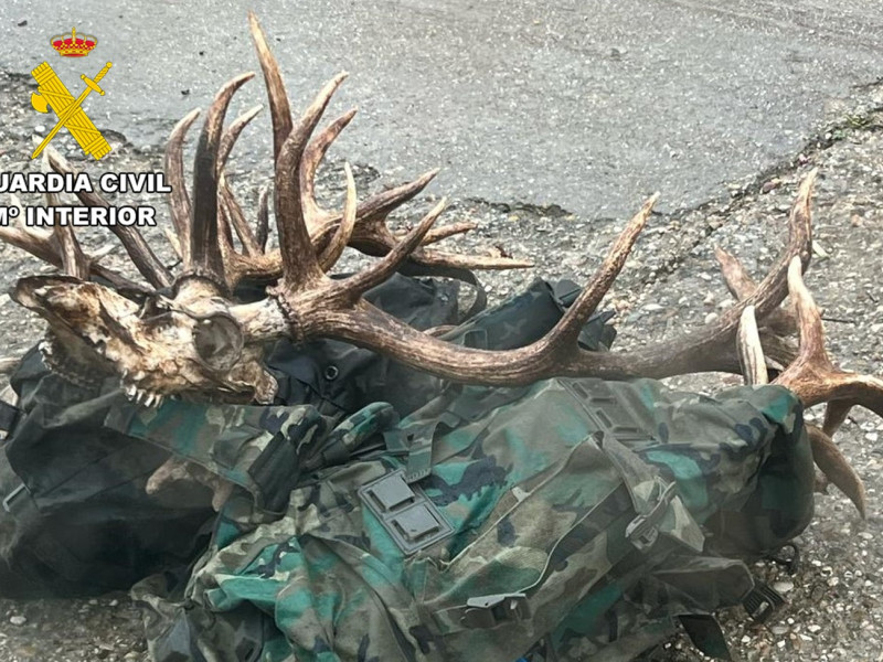 La Guardia Civil sorprende a tres personas con desmogues recogidos sin autorización en un monte de Burgos