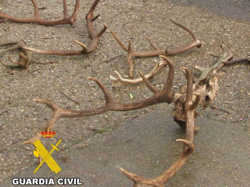 La Guardia Civil sorprende a tres personas con desmogues recogidos sin autorización en un monte de Burgos