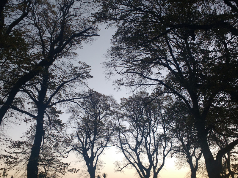 Techo arbolado del Jardín de San Carlos en A Coruña antes de la plaga de grafiosis