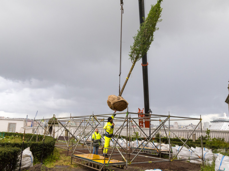 Nuevos olmos en San Carlos, A Coruña