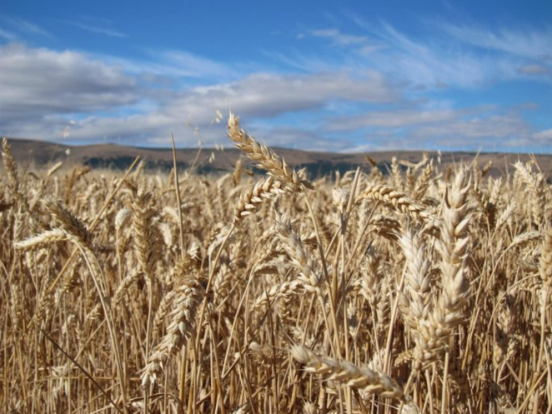 FOTO CEREALESUn estudio de la Universidad de Córdoba y el Campus de Excelencia Internacional Agroalimentario ('ceiA3') con datos fenológicos y meteorológicos de la Agencia Estatal de Meteorología (Aemet) concluye que el cambio climático "está provocando claramente variaciones en la fenología de los cereales cultivados y sus consecuencias podrían ser más marcadas". Este estudio ha sido publicado en la revista científica 'Climatic Change', una de las mayor impacto en este área.POLITICA ECONOMIA