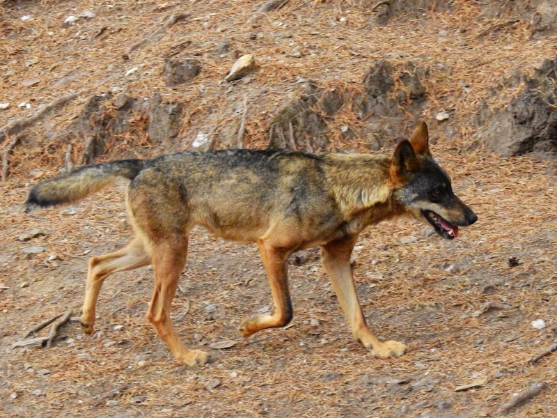 Imagen de archivo de un lobo