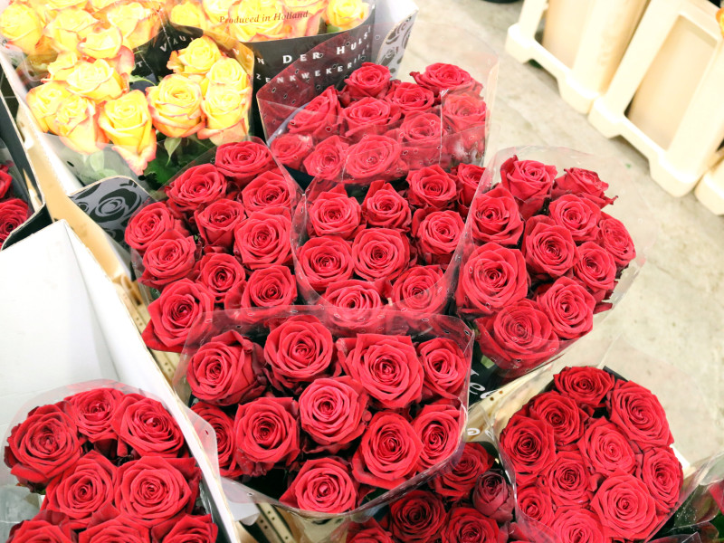 La rosa roja seguirá siendo la reina de Sant Jordi