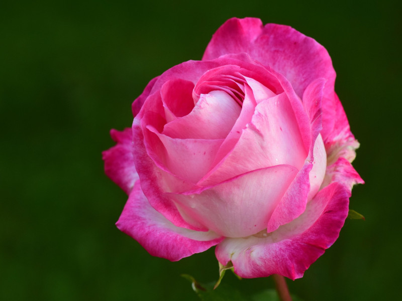 Se venderán más de 7 millones de rosas en Cataluña