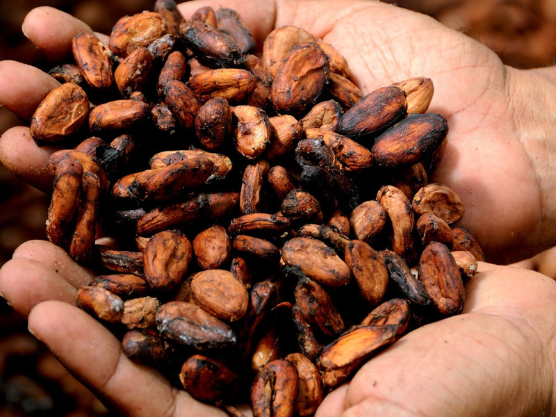 Manos con granos de cacao