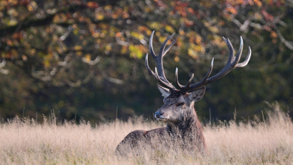 Un ciervo se alerta por un ruido y mira fijamente a su alrededor