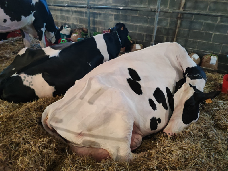 Vacas deitadas Muimenta