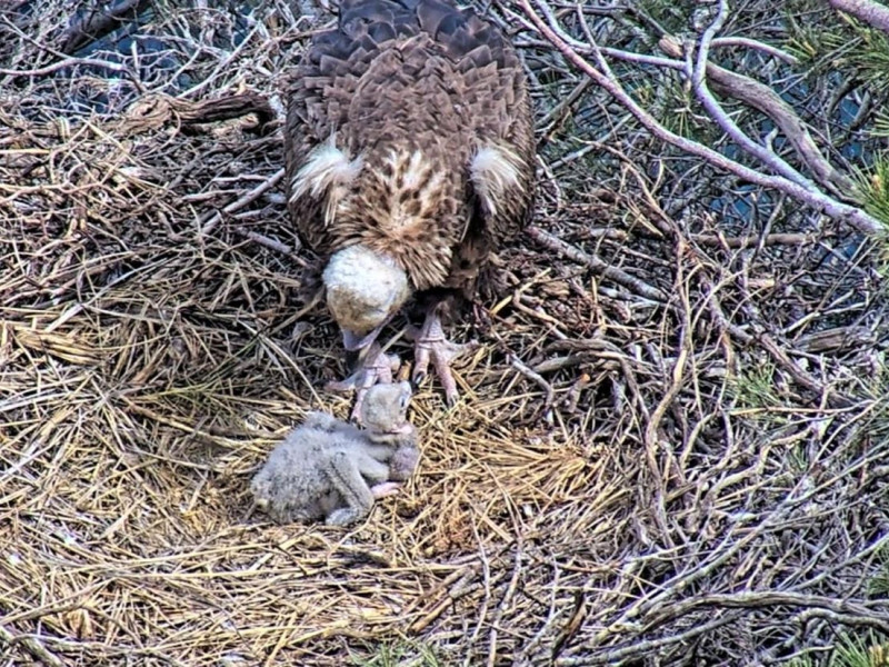 Polluelo junto a su madre