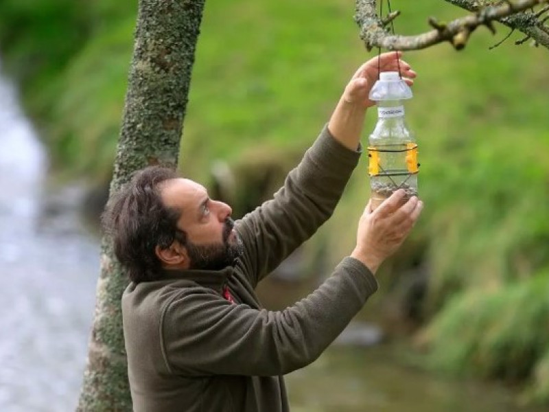 Trampeo para atrapar a las reinas velutinas en Bóveda