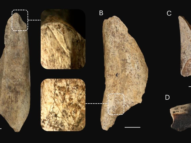 Los investigadores analizaron más de mil muestras de fauna obtenidos en la Cova Eirós