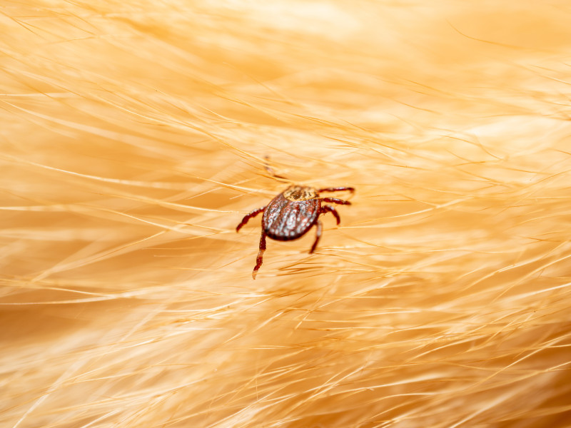 Ticks on dog hair. Ticks sucking dog blood. Dangerous insect mite, encephalitis, lyme disease, borreliosis, infection concept