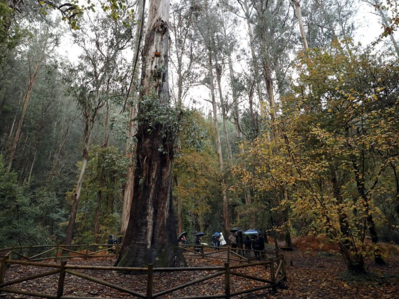 El "o Avó" de Chavín, el bosque de los gigantes