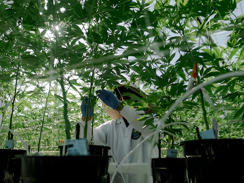 Un trabajador en una plantación de cannabis en Camarillo (California, Estados Unidos)