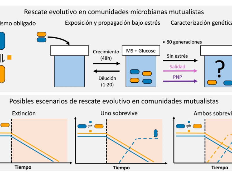 Diseño experimental e hipótesis de partida del estudio
