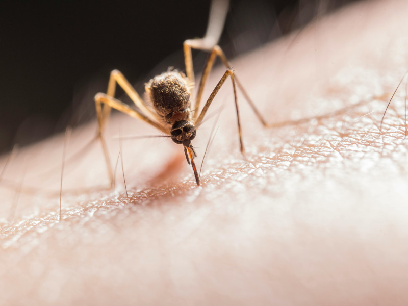 Cómo prevenir este verano los mosquitos con trucos caseros