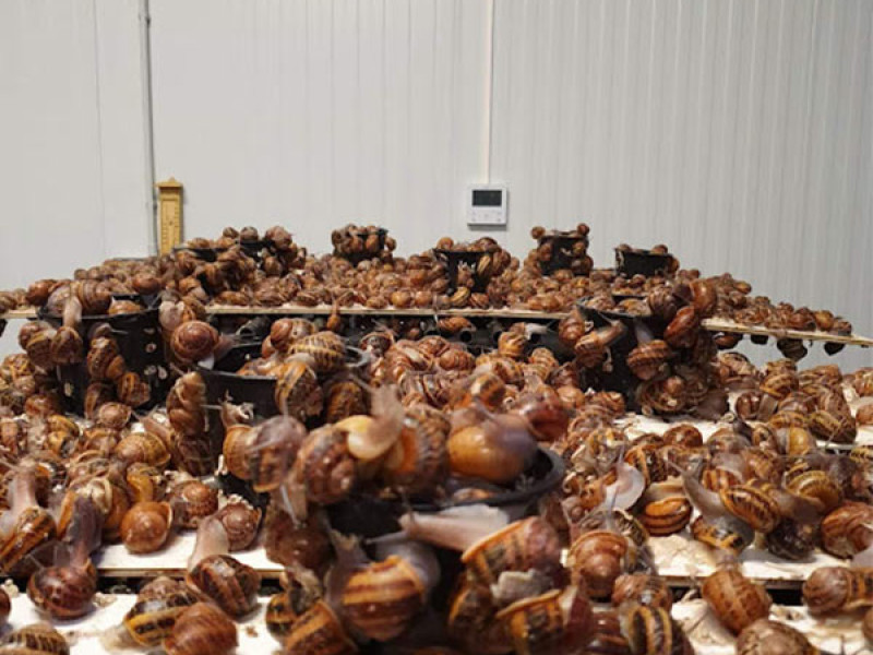 La producción de caracol en granja en La Rioja al alza: Más de 5.000 kilos en un año