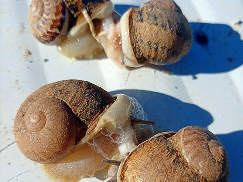 La producción de caracol en granja en La Rioja al alza: Más de 5.000 kilos en un año