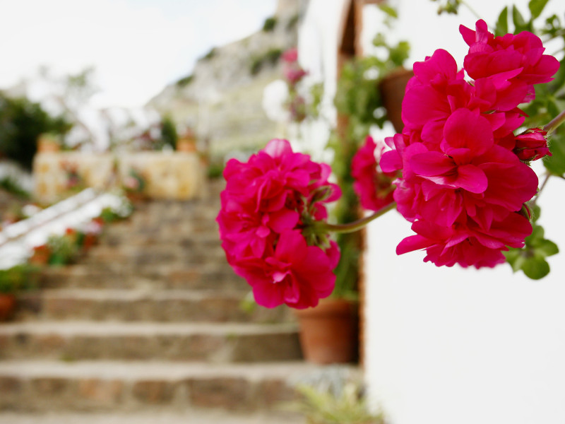 Detalle de flores