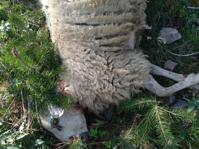 María José, ganadera en Laguna de Cameros, ha sufrido el ataque del lobo