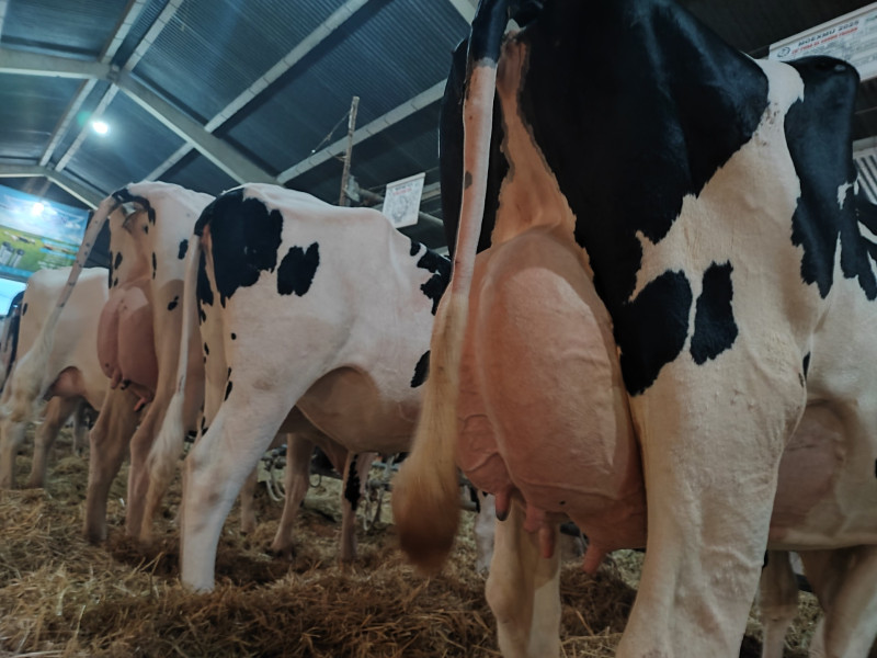 Vacas lecheras en Muimenta