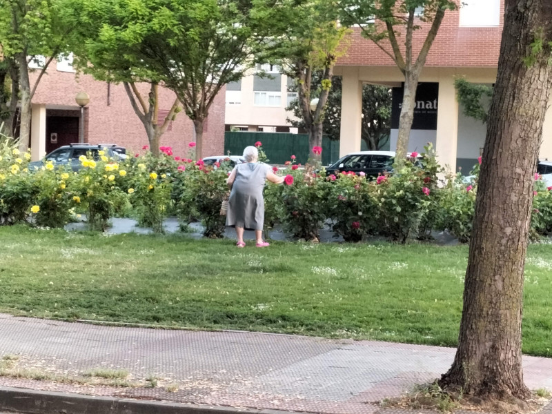 El robo silencioso: 300 plantas desaparecen de los jardines de Logroño