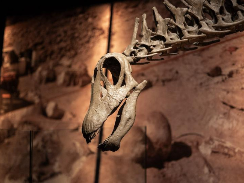 Cráneo y cuello de Brachytrachelopan mesai.