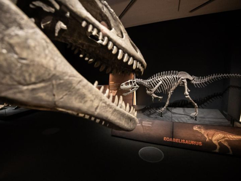 Al fondo de la imagen, réplica de Eoabelisaurus.