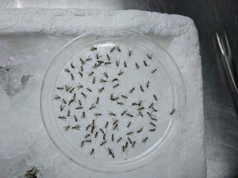 Un equipo científico realiza la primera caracterización de la microbiota bacteriana de la especie de mosquito 'Culex perexiguus', principal vector del virus del Nilo Occidental en Andalucía