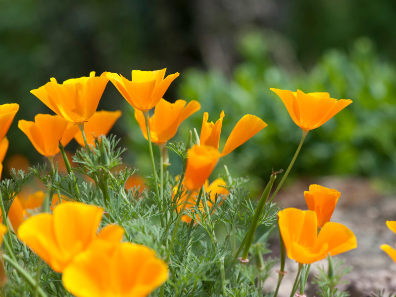 Amapola de California