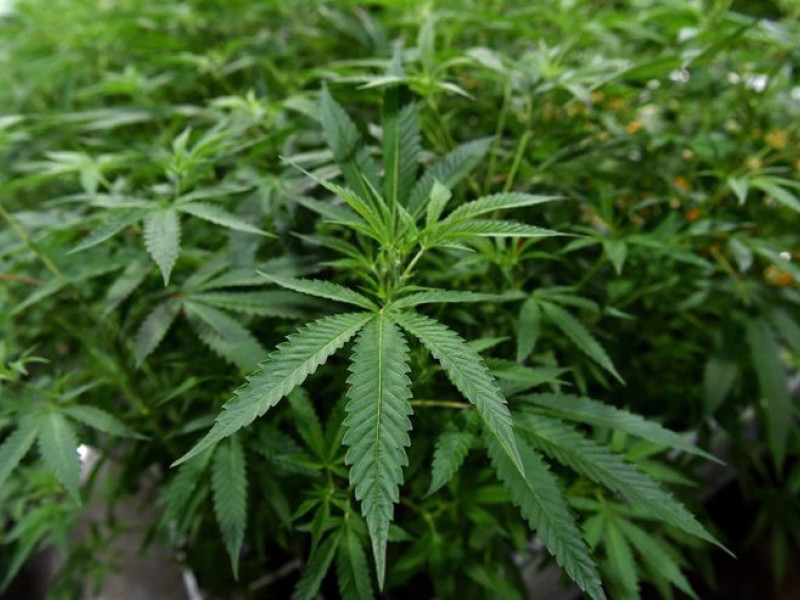 foto planta marihuana