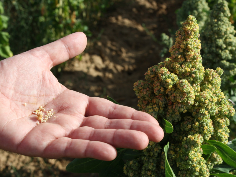 La quinoa, el ‘grano madre’ de los Andes que echa raíces en Extremadura