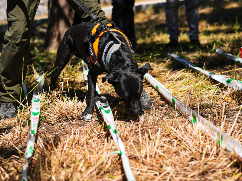Los canes tienen un auténtico detector en el hocico