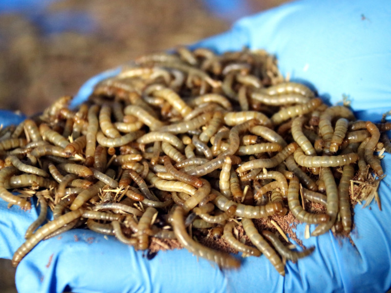 visitas guiadas, catas y talleres de cocina para que, por ejemplo, la gente pueda crear sus propias hamburguesas de insectos.