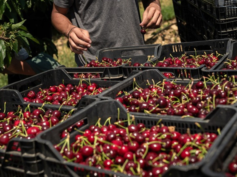 Las cerezas de Aragón, protagonistas esta temporada.