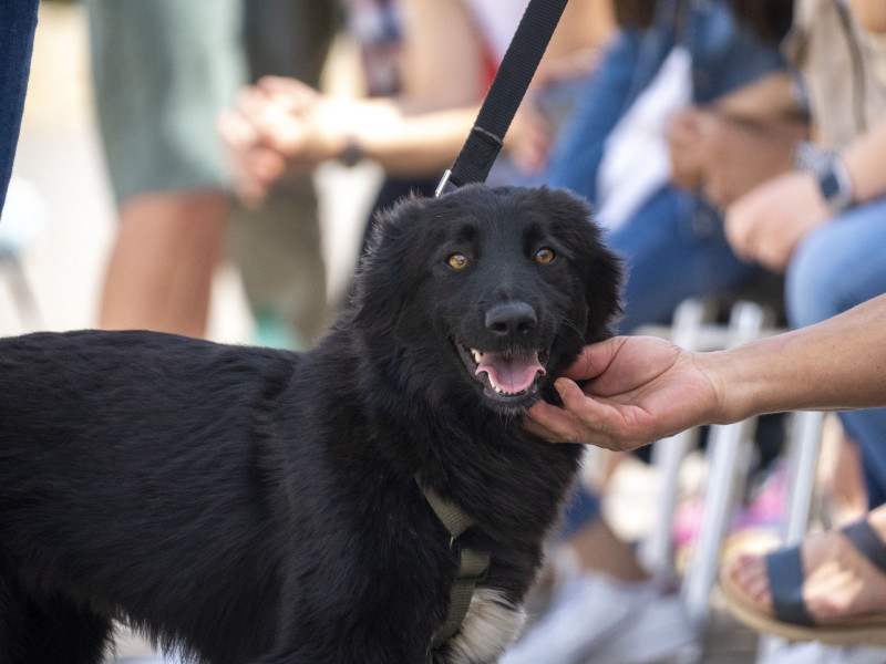 Momento durante el desfile solidario de perros AUPA - Fundación BIOPARC - Plaza exterior de BIOPARC Valencia