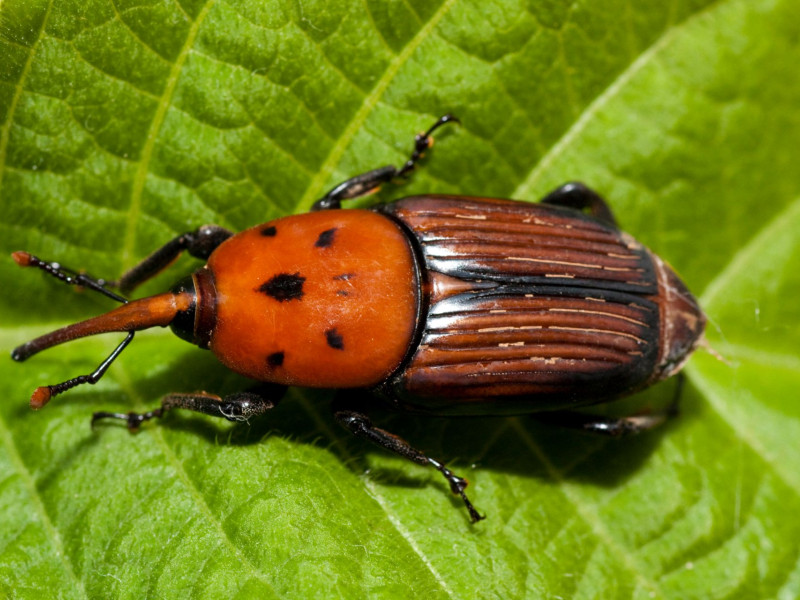 Este es el aspecto del picudo rojo, plaga que afecta a las palmeras